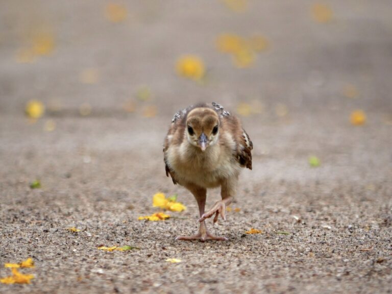 Minha experiência alimentando um pavão dentro de uma prisão