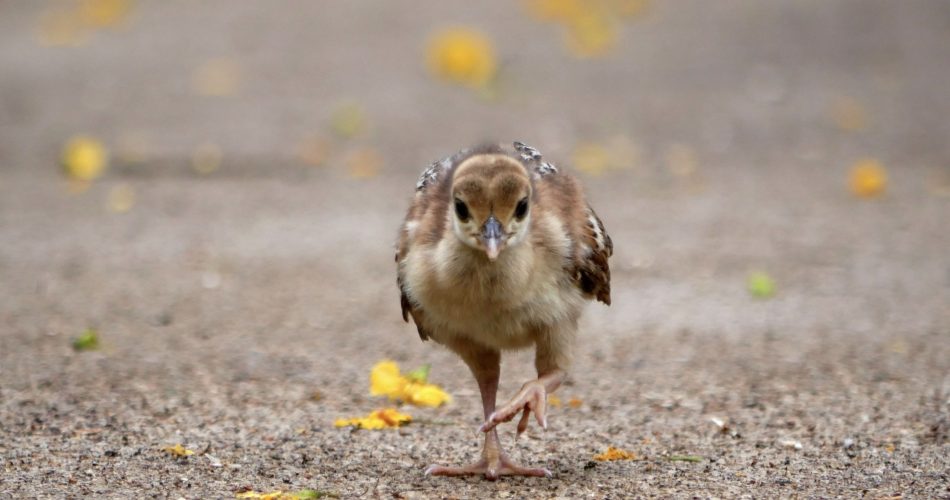 Minha experiência alimentando um pavão dentro de uma prisão